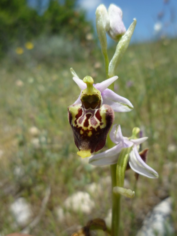 Ophrys (h.) dinarica variazioni